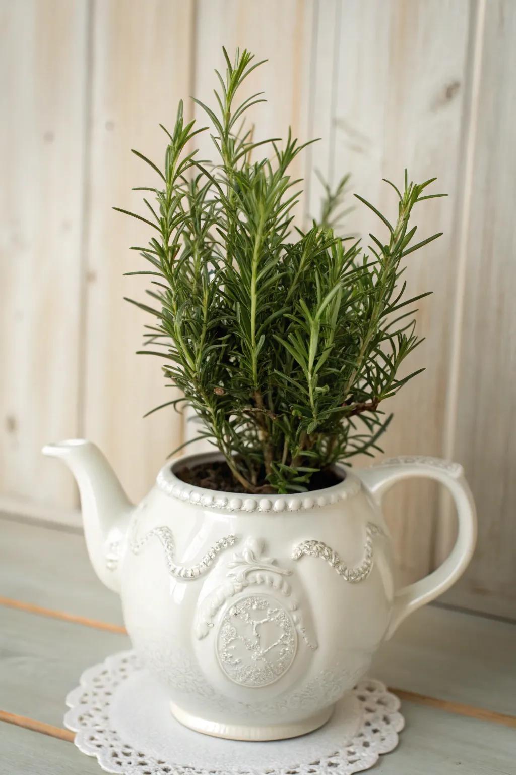 Transfigure your spatial dimension with a nuance of nature’s refinement: repurpose a ceramic teapot for nurturing your rosemary with flair.