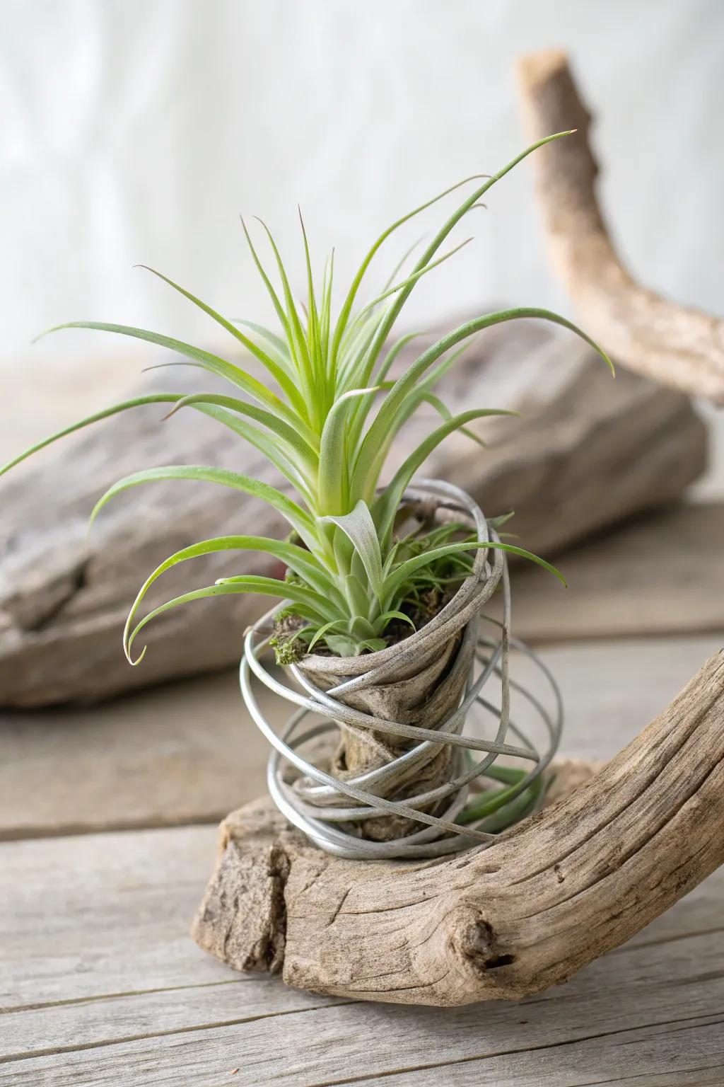 Elevate your space with a handcrafted aerial botanical shelter that merges simplicity with natural elegance.