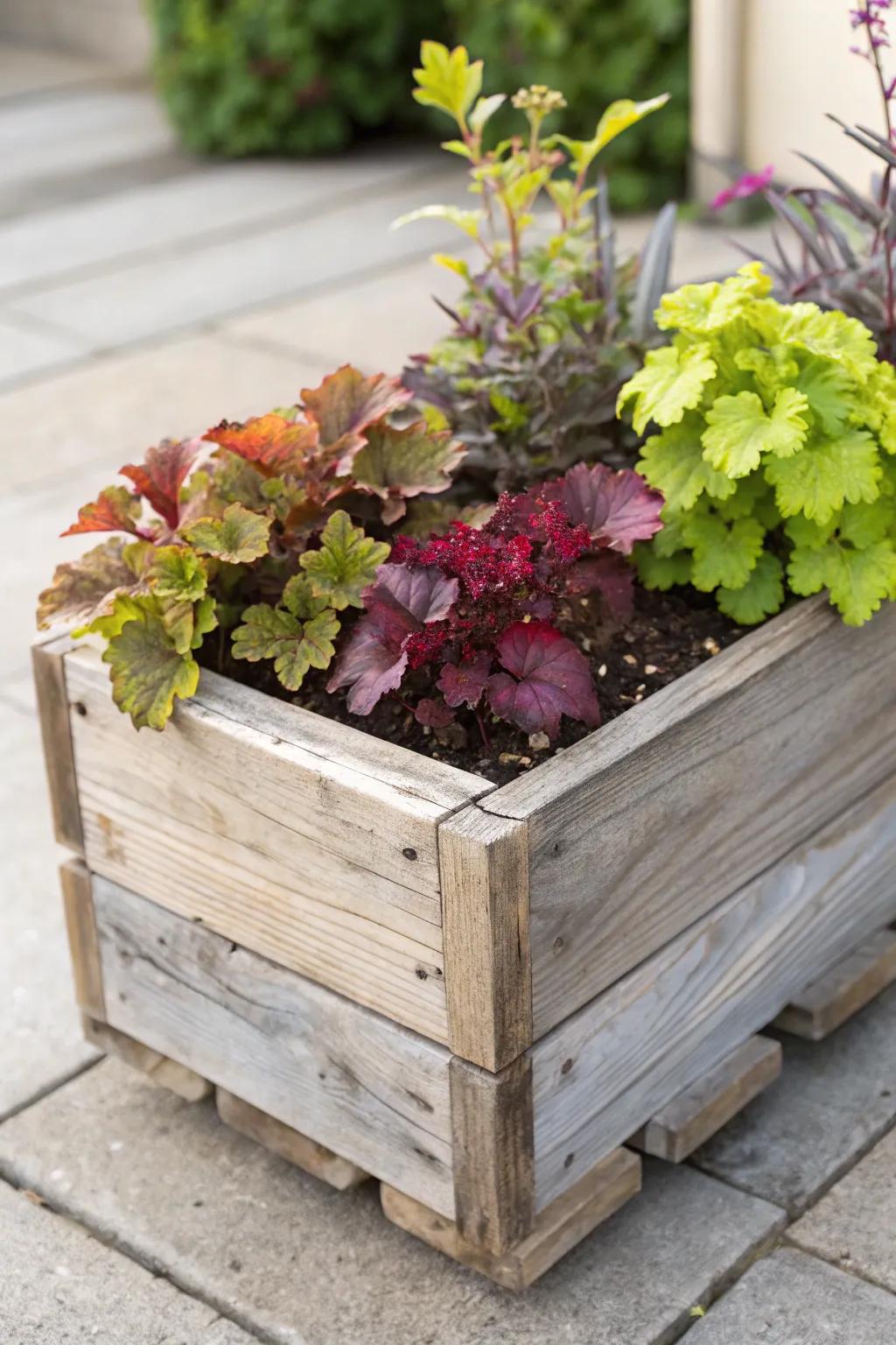 Enhance your garden's charm with reclaimed timber boxes filled with radiant heucheras.