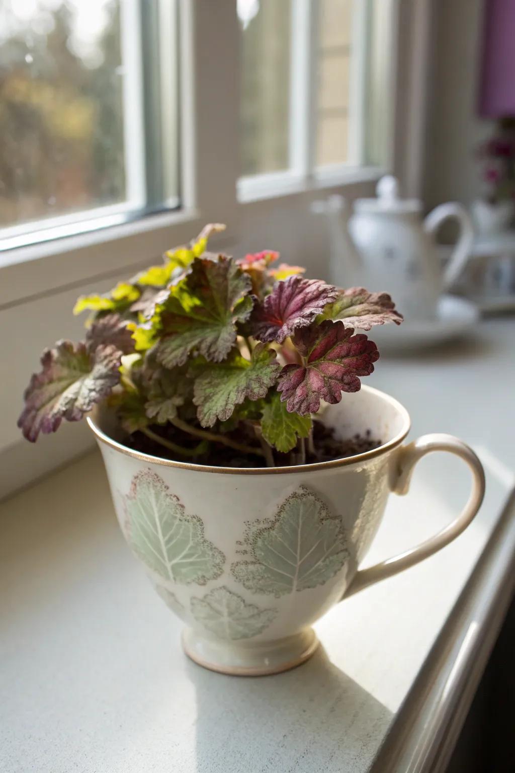 Inject a touch of whimsy into your space with charming teacup planters, ideal for spotlighting vibrant heucheras.