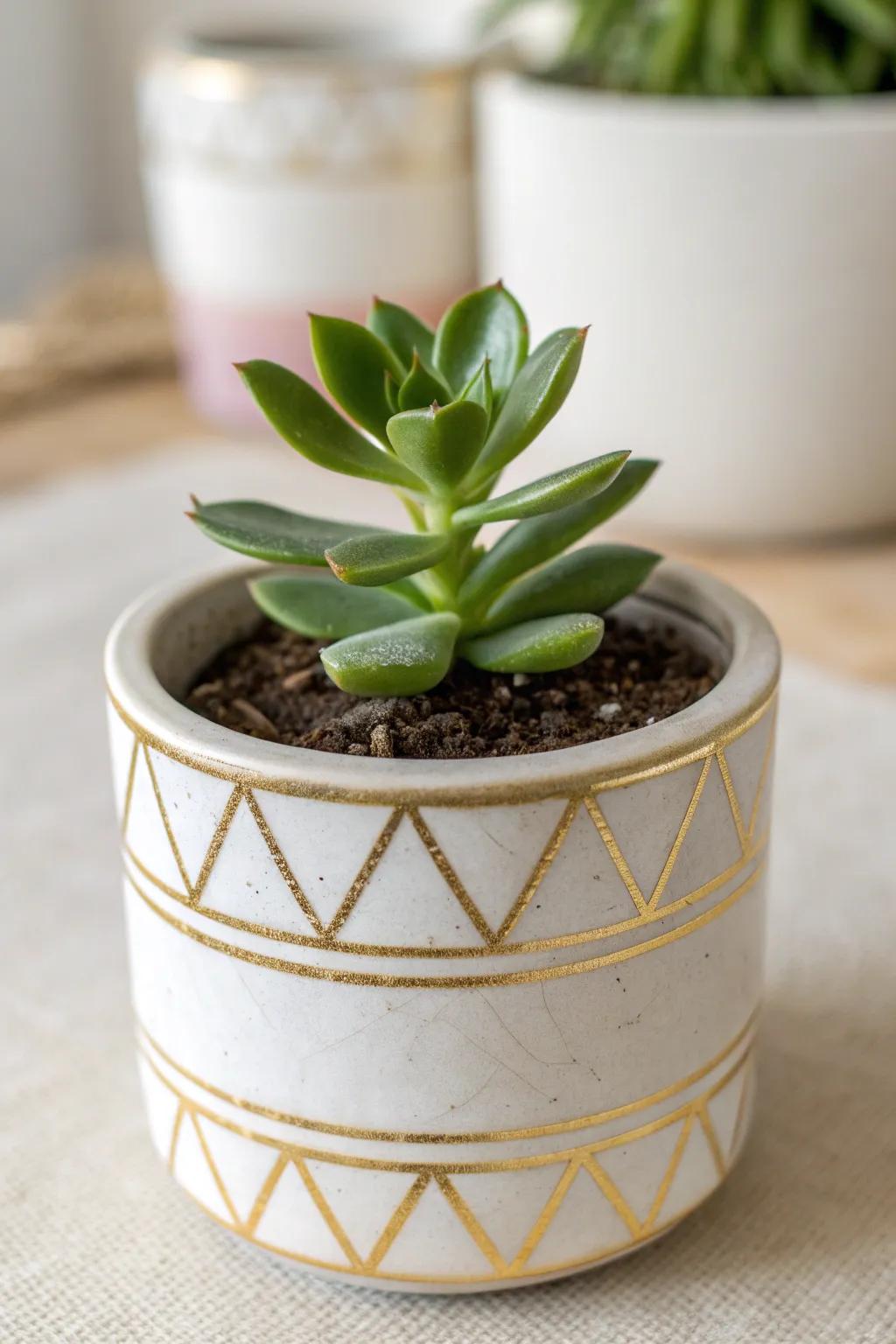 Infuse a soupçon of refinement into your abode through these chic gilded succulent vessels, impeccably tailored for a minimalist St. Patrick's Day décor.