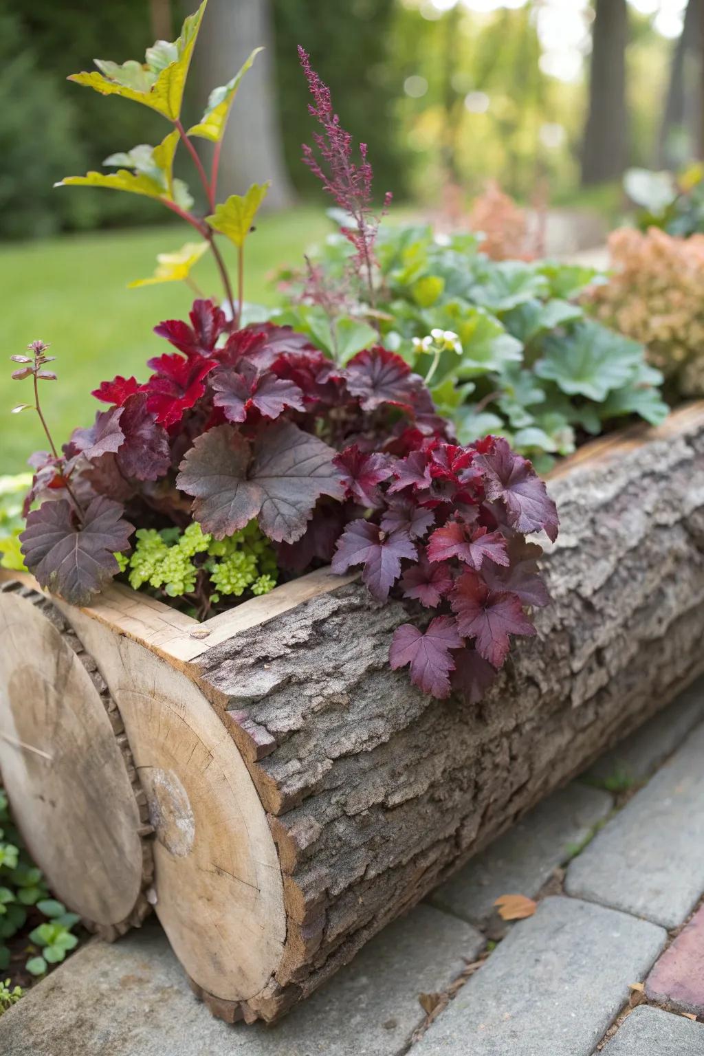 Welcome nature's artistry with this breathtaking log planter, perfect for showcasing your Heuchera collection.