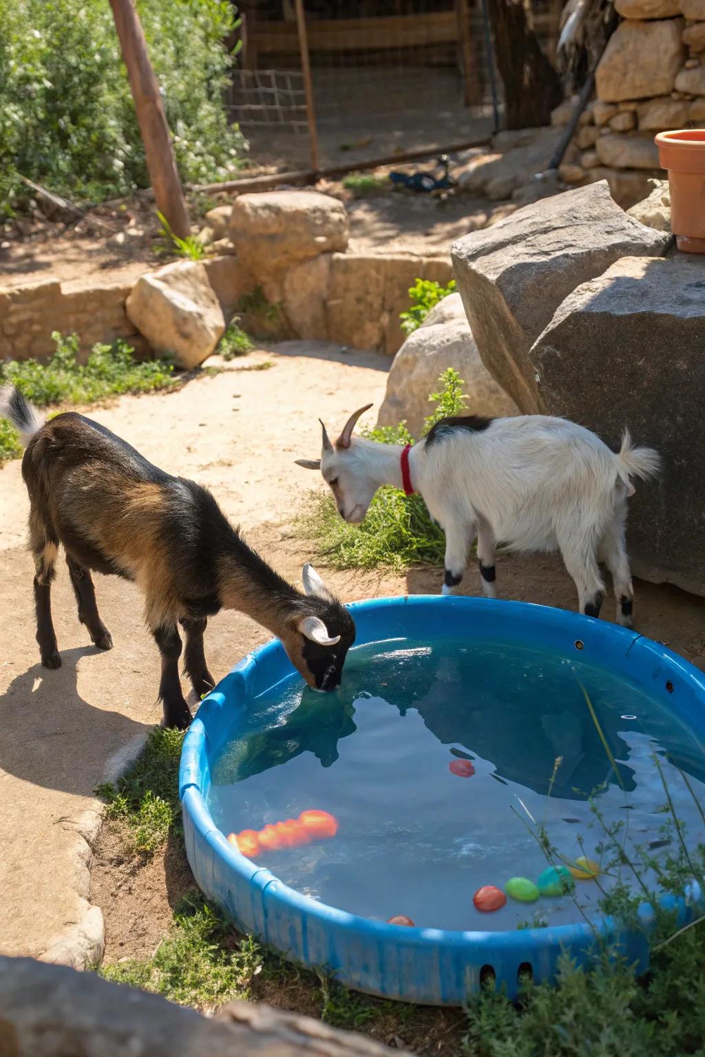 Goats having a splash of fun! 🐐💧 Add a paddling pool to your goat yard for continuous entertainment.