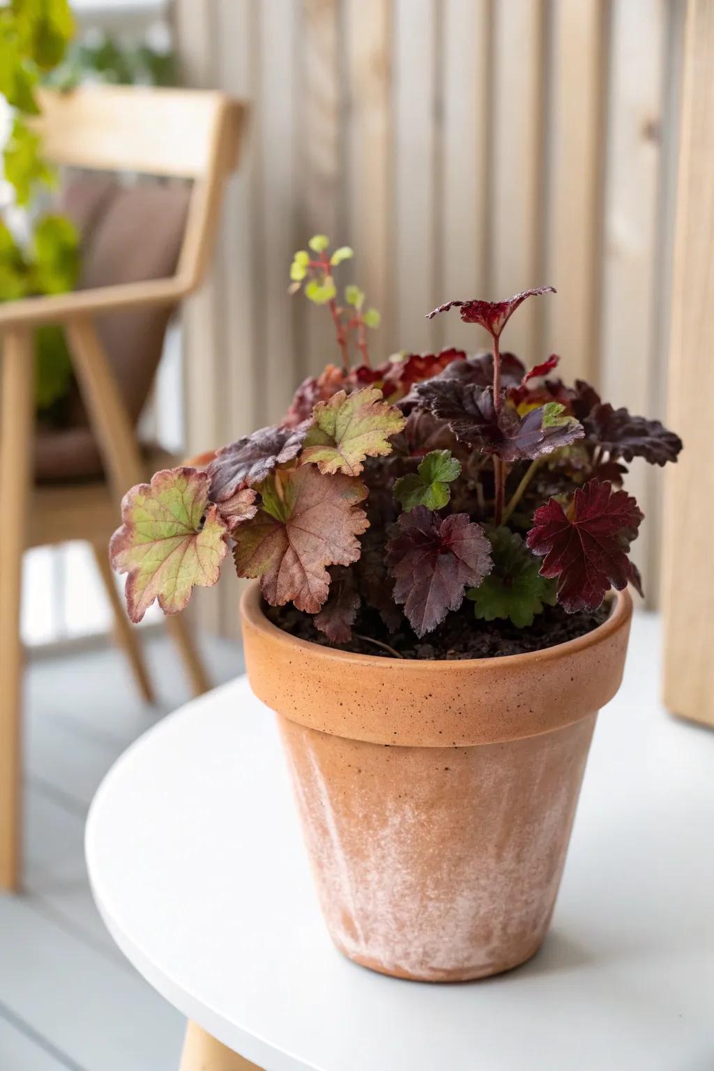 Elevate your patio’s appeal with the timeless charm of terracotta, combined with the vibrant shades of heuchera.