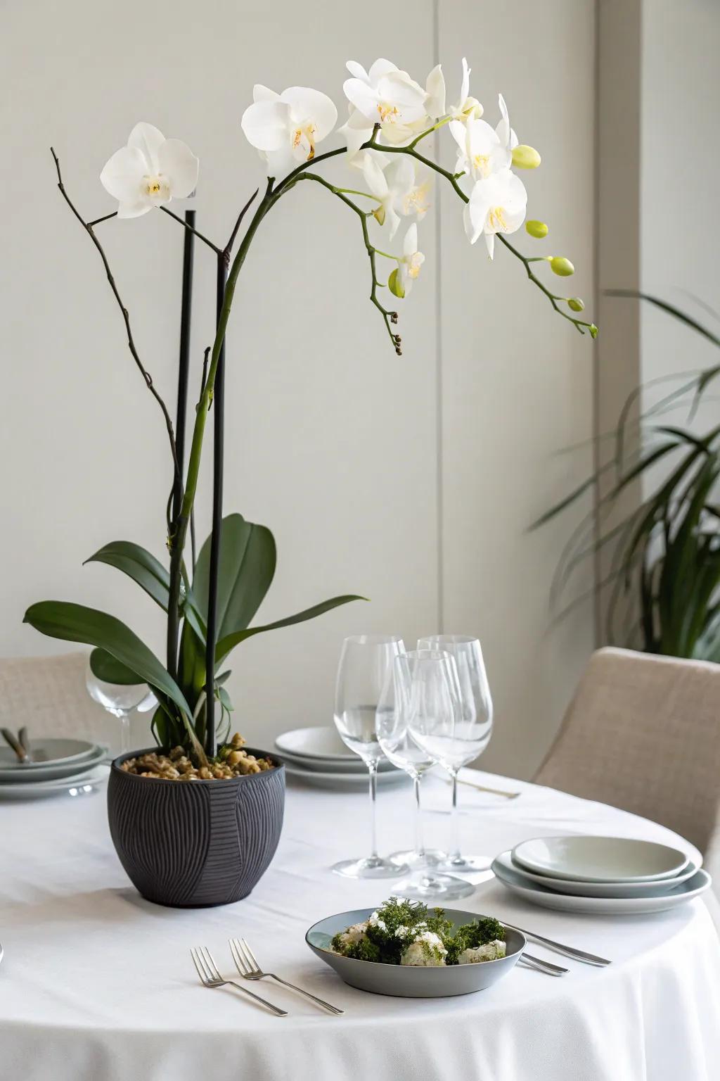 A solitary orchid stalk conveys elegance and simplicity.
