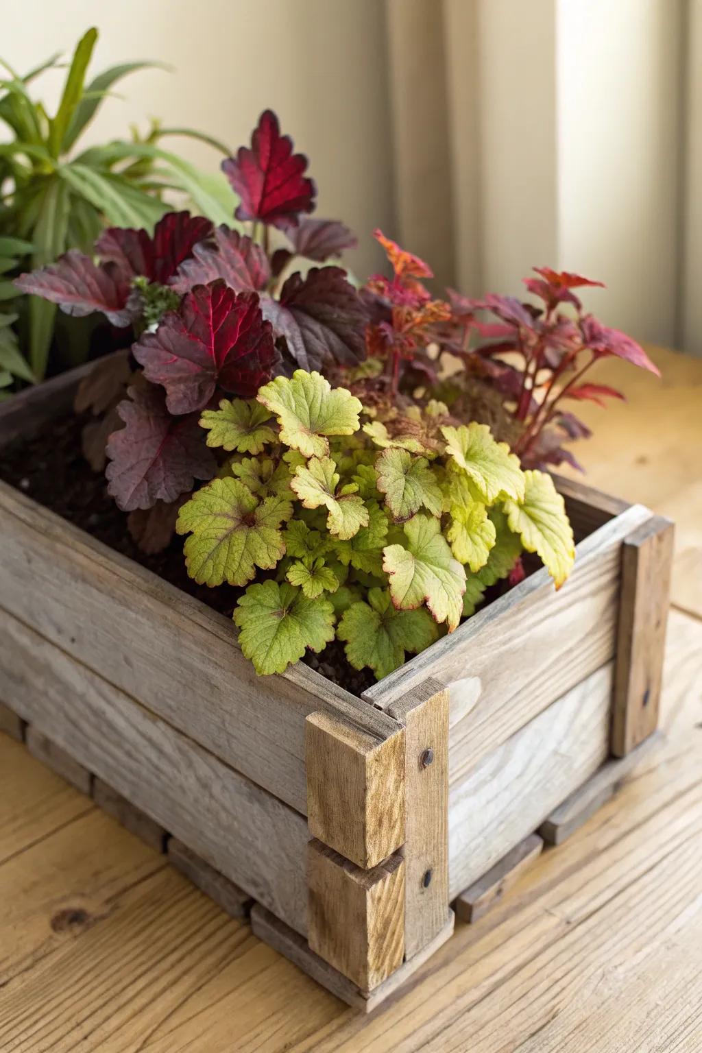 Elevate your garden's aesthetic with captivating Heuchera housed in a rustic timber crate—where simplicity meets boho chic.