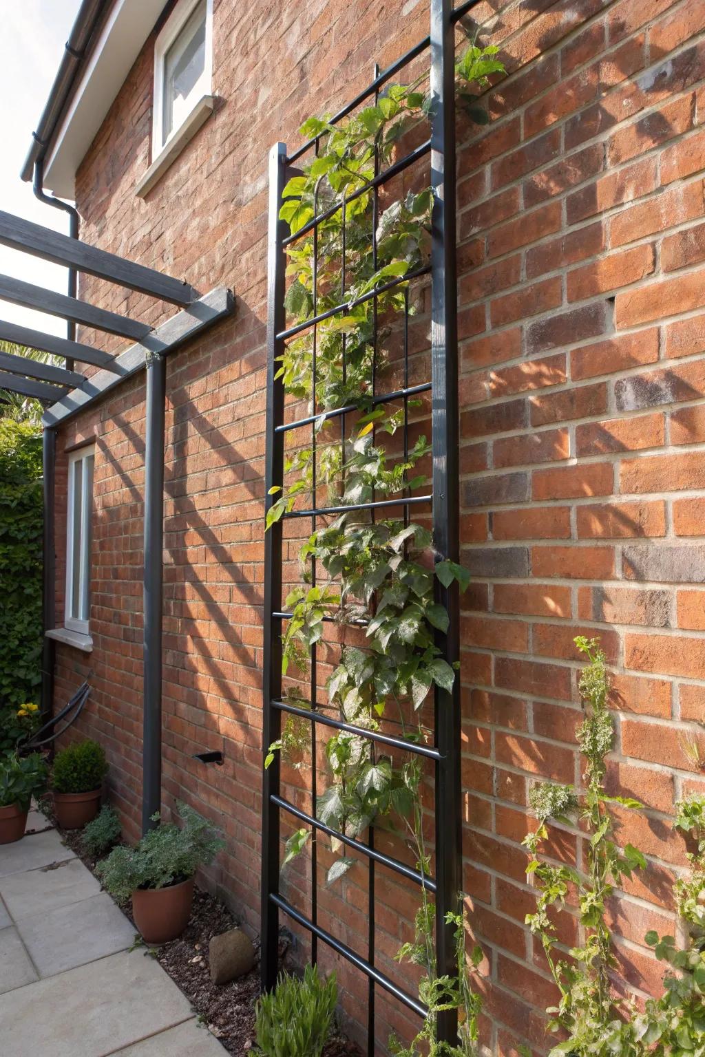 Transform your urban space with a streamlined wall-mounted trellis for a striking vertical garden.