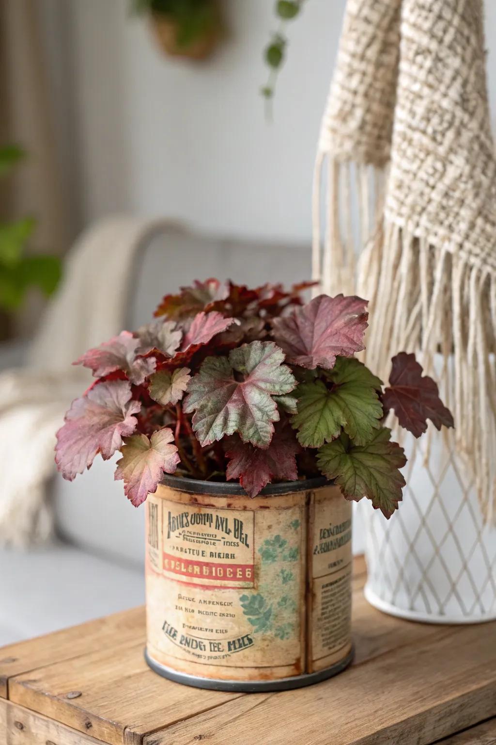 Upcycled charm: A vintage tin vessel revitalizes Heuchera’s exuberant hues. 🌿 #EcoFriendlyElegance