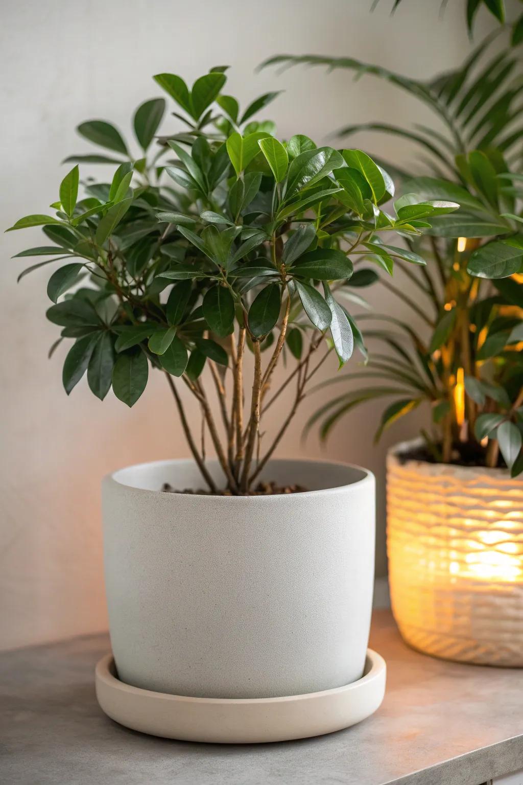 Enliven your garden with Scandinavian finesse: Solar Light Planters that radiate through the starlit hours.
