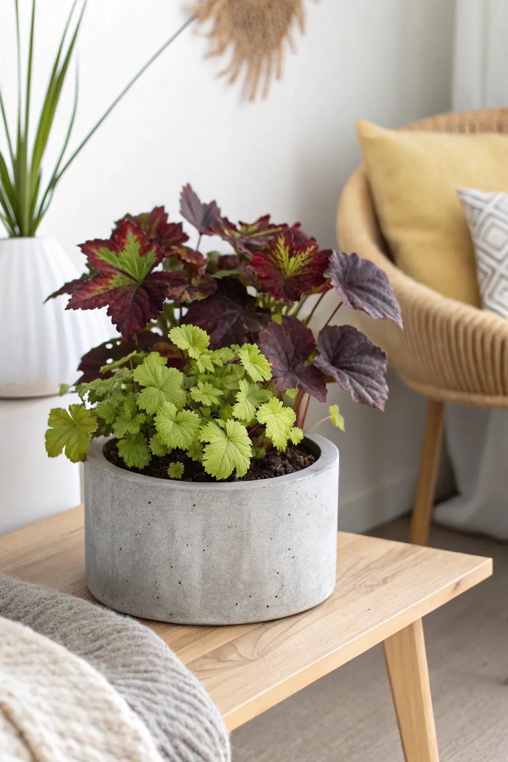 Embrace minimalist sophistication imbued with natural elements—cement planters that allow your heucheras to truly shine.