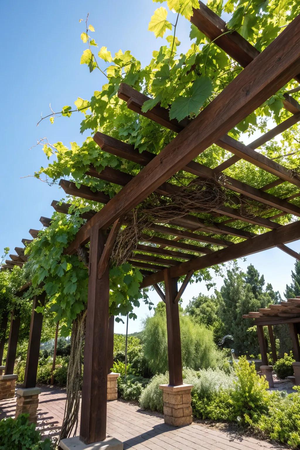 Experience the charm of a vine-covered pergola, where artistry converges with nature.