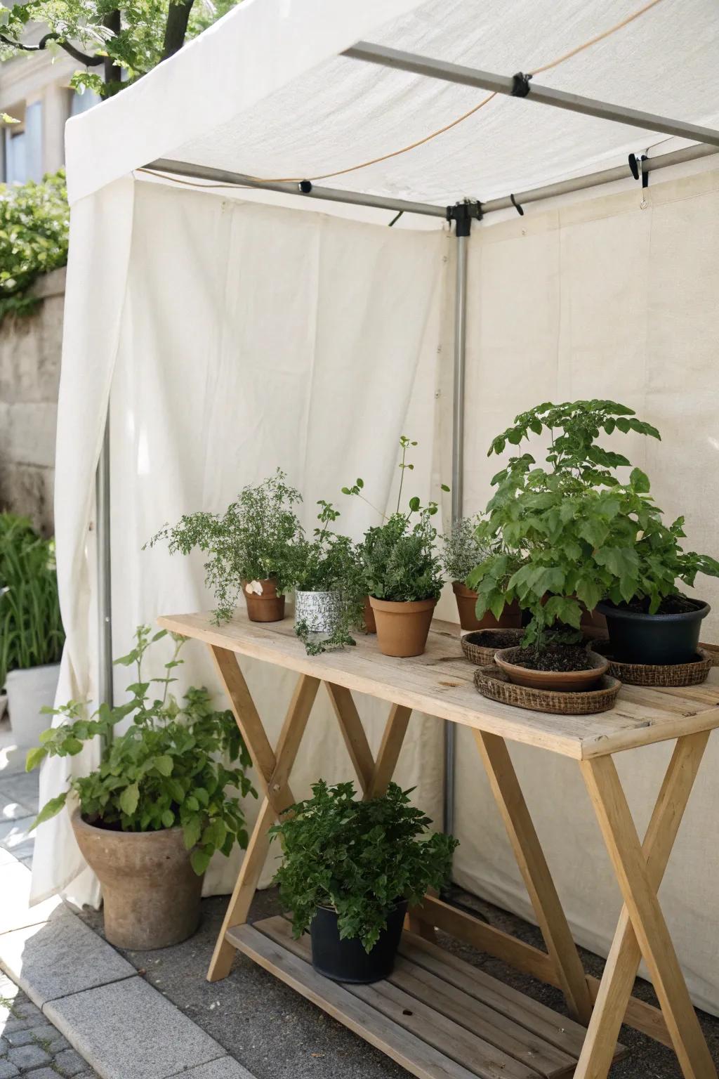 Create your own Shady Plant Oasis: Protect your delicate greens with style and simplicity.