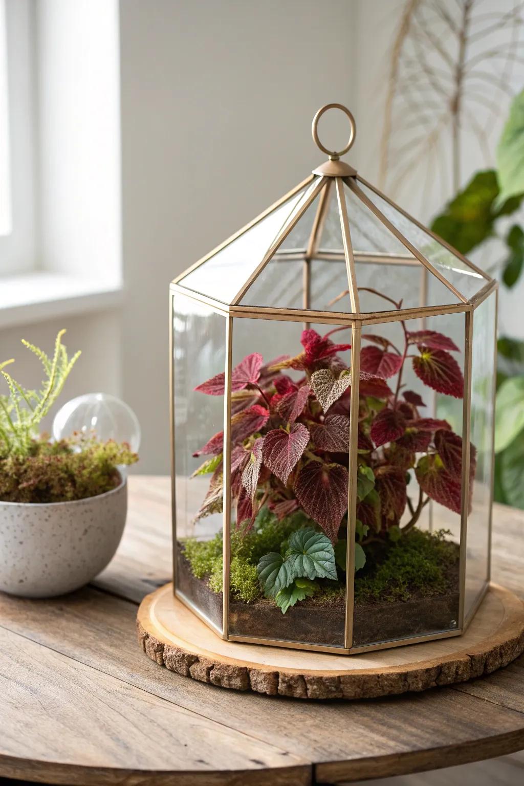 Transform your space into a tranquil oasis with a crystal terrarium brimming with heuchera, where nature converges with minimalist grace.