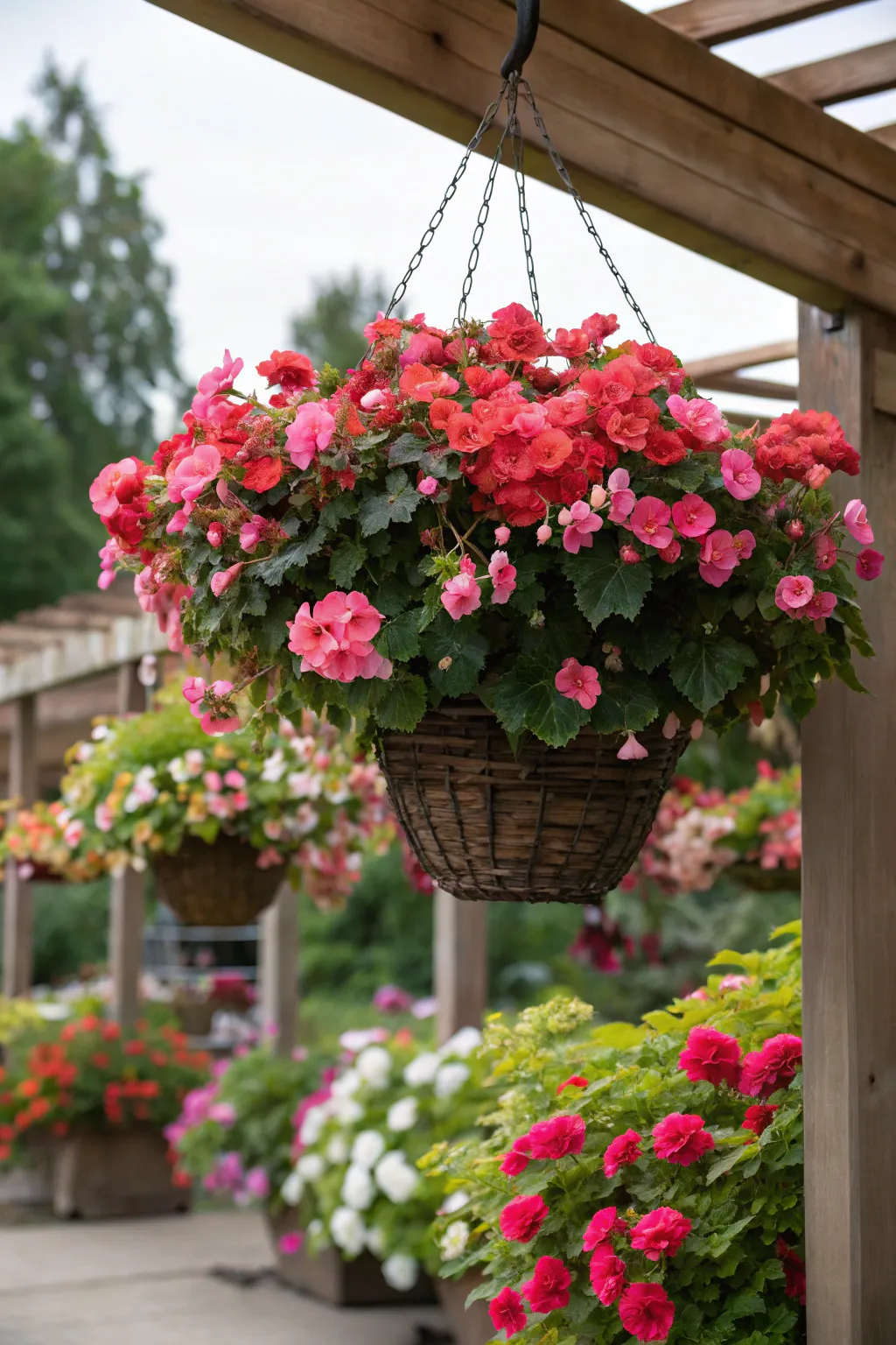 Finding the Ideal Number of Begonia Tubers for Baskets